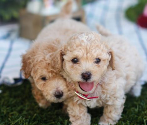 Maltipoo-Puppies-for-sale-content4