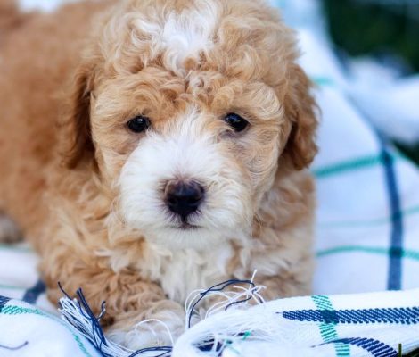Maltipoo-Puppies-for-sale-content8