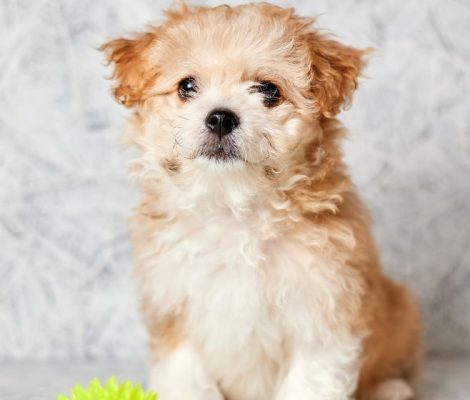 Maltipoo-Puppies-for-sale-content9